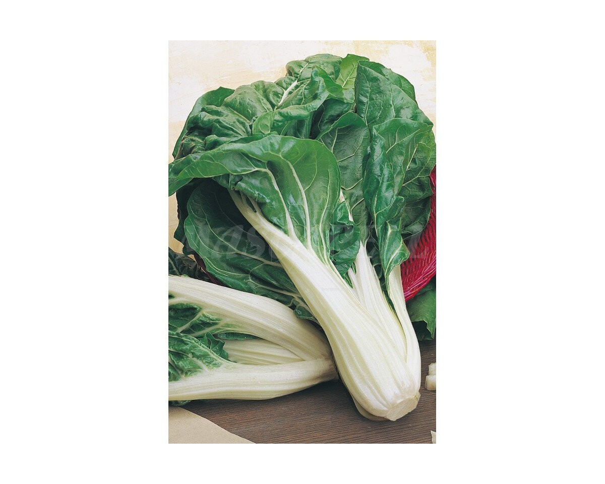 Acelga verde de penca blanca