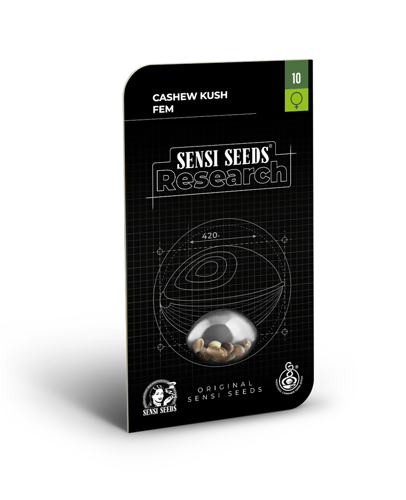 Cashew kush feminizada (1) sensi seeds